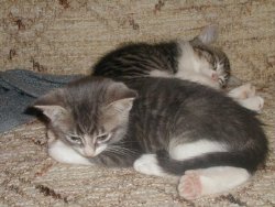 Fotos de gatos 3